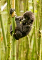 mountain gorilla