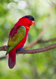 yellow bibbed lorikeet