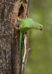 rose ringed parakeet