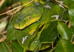 emerald tree boa