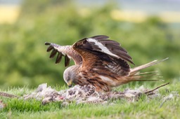 red kite