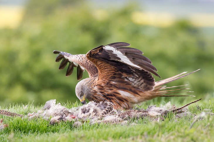 red kite