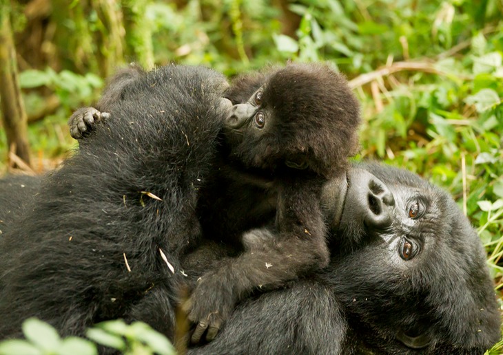 mountain gorilla