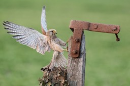 kestrel