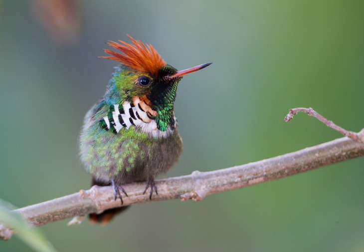 frilled coquette