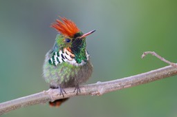 frilled coquette