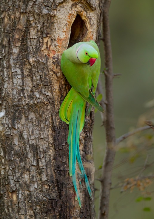 rose ringed parakeet