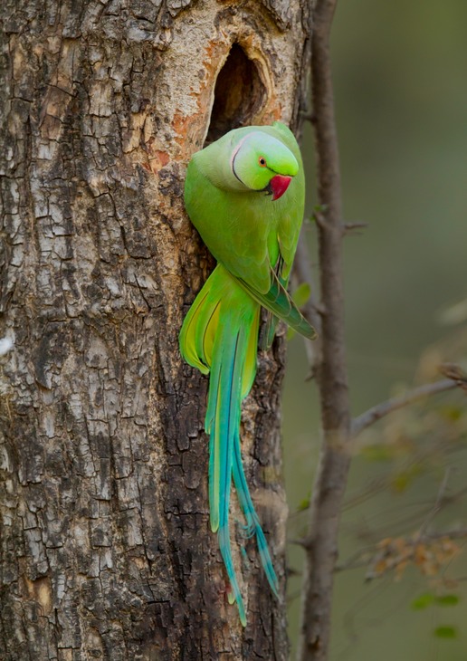 rose ringed parakeet