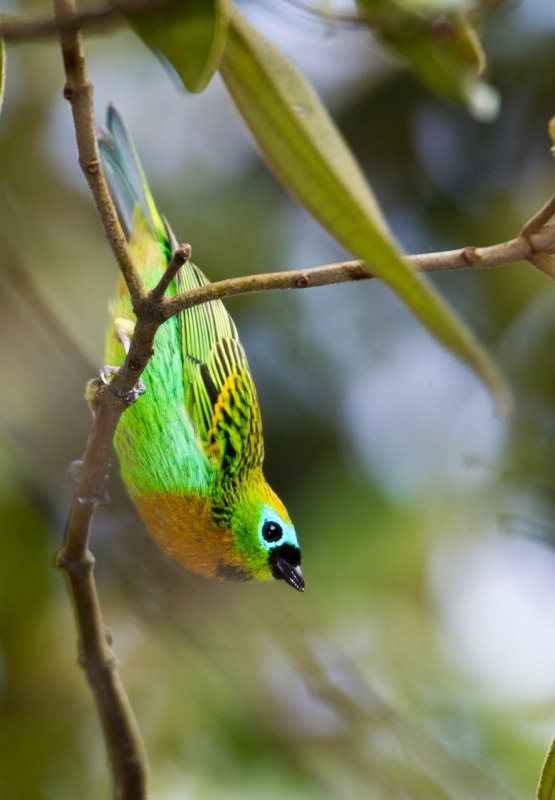 brassy breasted tanager