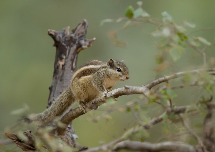 northern palm squirrel