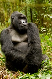 mountain gorilla