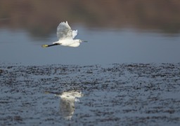 great white egret