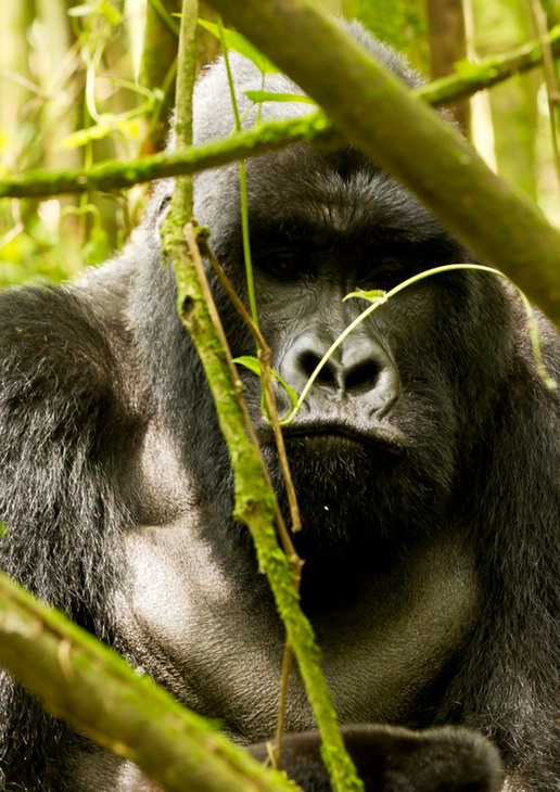 mountain gorilla