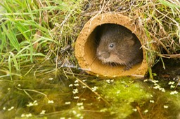 water vole