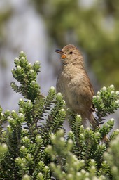 itatiaia spinetail