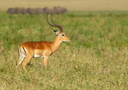 impala