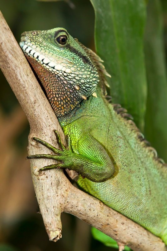 chinese water dragon