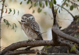 spotted owlet