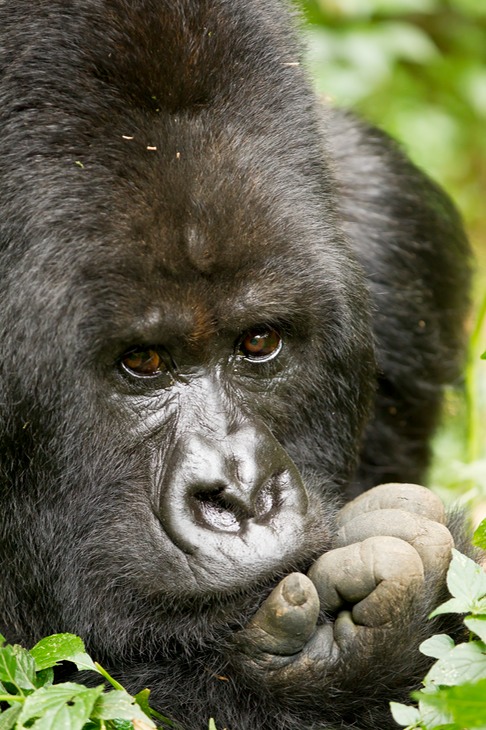 mountain gorilla