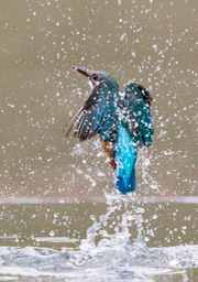 kingfisher