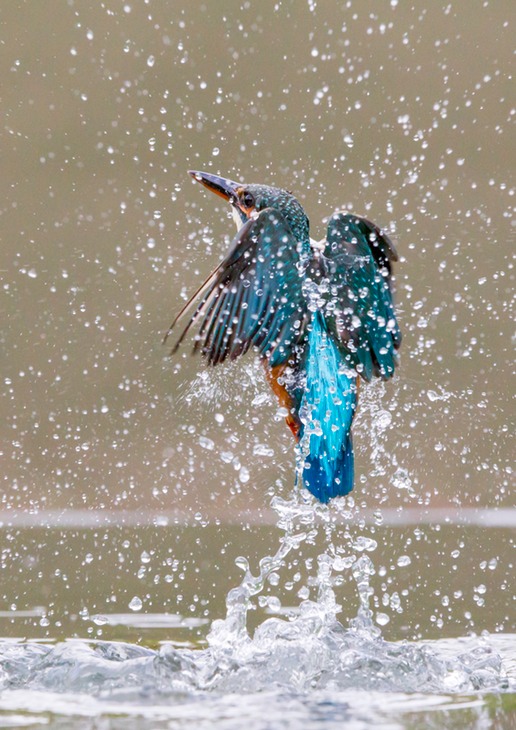 kingfisher