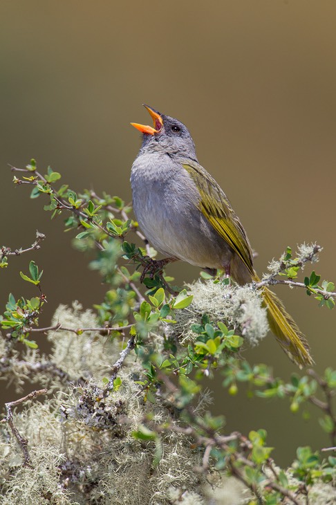 great pampa finch