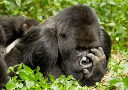 mountain gorilla