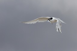 sandwich tern