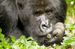 mountain gorilla