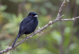 blue billed tyrant