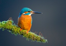 kingfisher