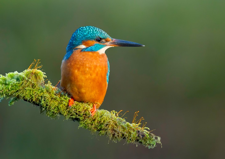 kingfisher