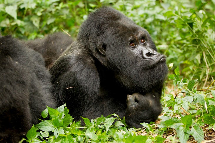 mountain gorilla