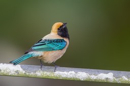 burnished buff tanager