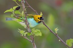 gilt edged tanager