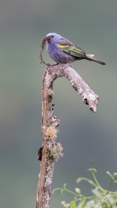 golden chevroned tanager