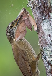 white throated woodcreeper