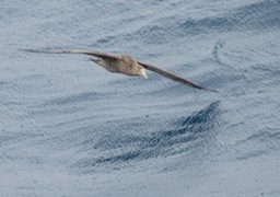 southern giant petrel