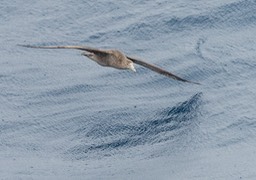 southern giant petrel