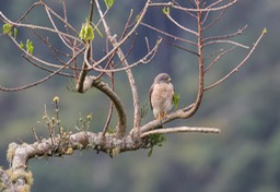 roadside hawk