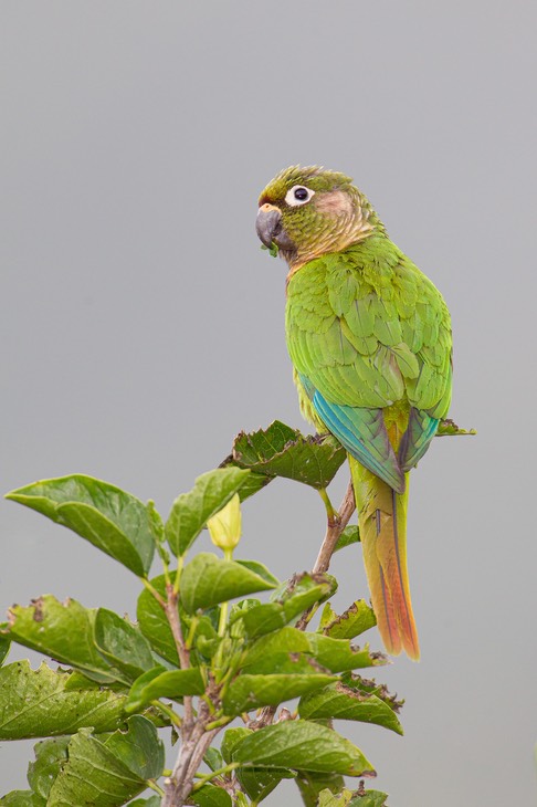 maroon bellied parakeet