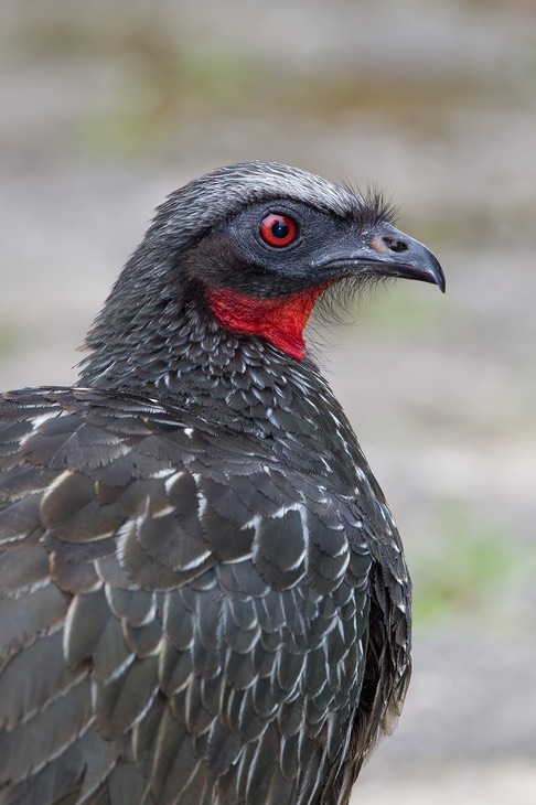 dusky legged guan