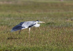 cocoi heron