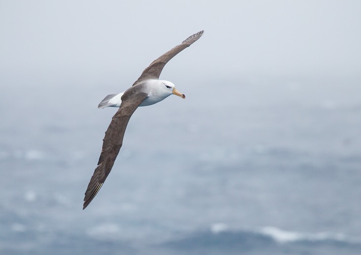 black browed albatross