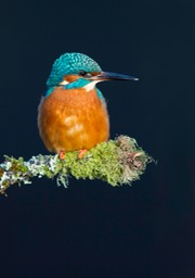 kingfisher