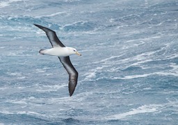 black browed albatross