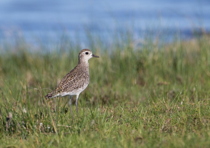 american golden plover