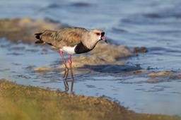 southern lapwing