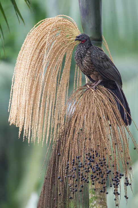 dusky legged guan