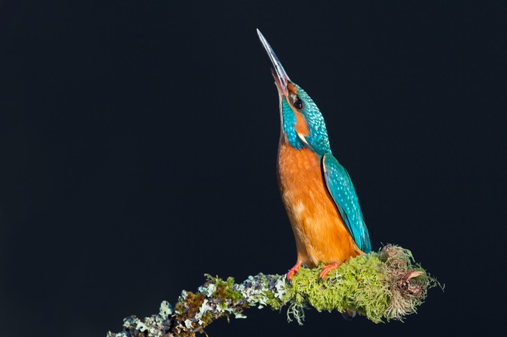 kingfisher